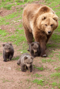 В Беларуси впервые в истории открывается охота на медведя