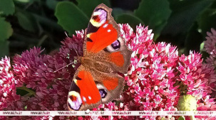 Контрасты температур и грозы. Какой будет погода в Беларуси в ближайшие дни