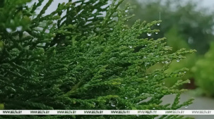 Ливни и порывистый ветер. Какой будет погода в Беларуси 16 июля