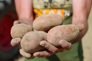 Стало известно, как будут наказывать за нехватку картофеля в магазинах, – закон