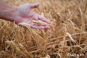 Как проходит жатва на Брестчине