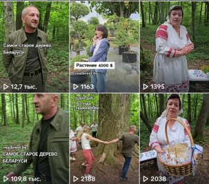 Самое старое дерево Беларуси растёт в Малоритском районе