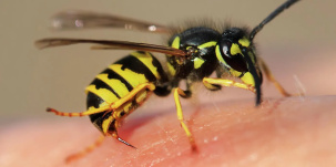 Брестчанка выпила вместе с газировкой осу и чуть не умерла. Ее спас милиционер