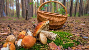Сбор грибов и ягод для начинающих: полный гид по лесному урожаю