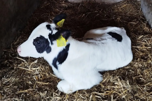 Перевешивали бирки с мертвых телят. В одном из хозяйств Брестчины пытались скрыть падеж скота