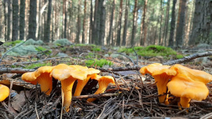 Экспедиция за лисичками: ученые отправились в Беловежскую пущу