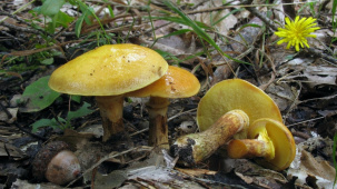 В Бресте на улице Гоголя растут грибы