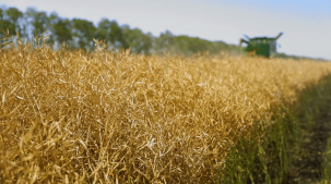 В комитете по сельскому хозяйству и продовольствию Брестского облисполкома представили оперативные данные по ходу уборочной кампании в регионе