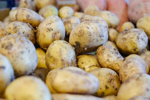 Узнали, как дождливое лето повлияет на урожай картофеля в Беларуси