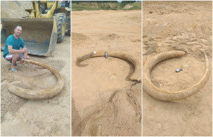 Во время проведения дорожных работ в окрестностях Витебска строители нашли бивень мамонта