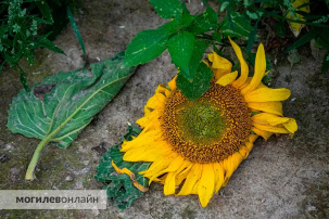 Похоже, в этом году главные вредители на полях – инстаграмщики. Аграрии бьют тревогу