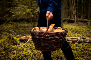 Смерть – в 90% случаев: врач рассказал про опасный гриб в Беларуси