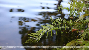 В Бресте водолазы МЧС спасли тонувшего в озере мужчину