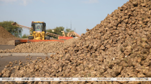 Жабинковский сахарный завод с 5 сентября планирует начать сезон переработки свеклы