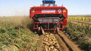 Уборка картофеля началась в Беларуси - урожайность выше прошлогодней