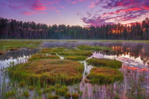 Польша и Финляндия хотят отгородиться от Беларуси и РФ "защитными болотами"