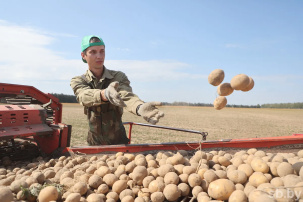 Средняя урожайность картофеля в Беларуси больше прошлогодней