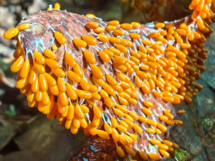 Не все грибы для супа, но все для восхищения. Загадочная вселенная лесных красавцев у нас под боком