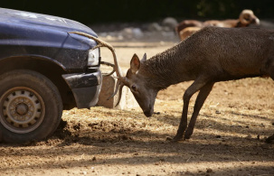 Более 3,3 тысяч ДТП с участием диких животных произошло в Беларуси за январь-август