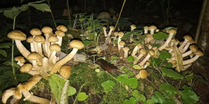 В Беларуси массово взошли опята