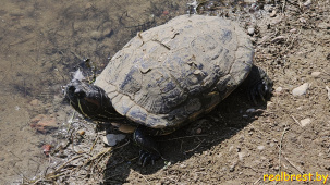 Максимально близко подпустила черепаха в парке в Бресте