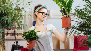 Можно ли привезти для себя из-за границы горшечное растение?