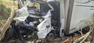 В Беларуси растет количество ДТП с дикими животными