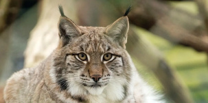 Впервые за 40 лет в Беларуси разрешили охоту на рысь