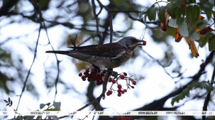 Рябов о погоде на неделю: ожидать комфортного тепла не стоит