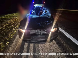 Ещё одно столкновение с лосем на трассе М1. Водитель в больнице