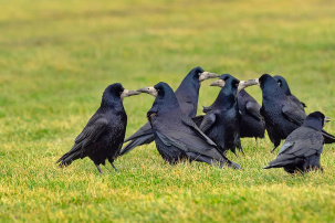 Шум, свет и воздушные змеи? Брестские коммунальщики вместе с учеными думают, как бороться с засильем птиц в городе