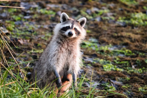 Спустя 35 лет в Беларуси снова поселились еноты-полоскуны