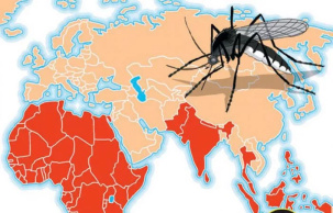 Минздрав: лихорадки чикунгунья в Беларуси нет