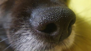 К чему приводит выгул собаки без намордника и поводка? Реальные примеры из судебной практики