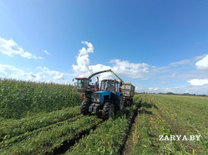 Брестская область намолотила более 2 млн тонн зерна с учетом рапса и кукурузы
