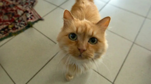 Как заботятся о животных в Бресте? Мы побывали в пункте временного содержания и узнали