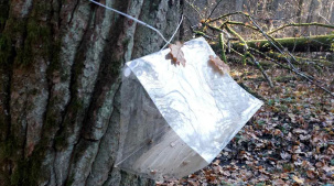 Наблюдение за необычной бабочкой проводят в Беловежской пуще. Для чего?