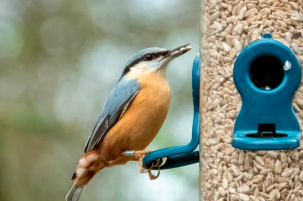 Законно ли вешать кормушку для птиц прямо за окном? Неожиданно - можно получить штраф