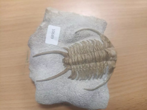 Водитель автомобиля польским таможенникам пояснил, что купил окаменелости в магазине в Бресте как подарки друзьям