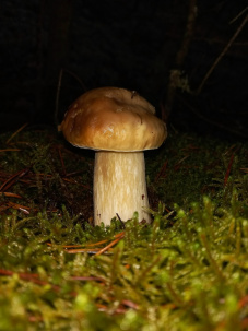 Белорусы в декабре продолжают собирать боровики