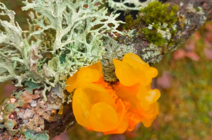 В Беловежской пуще нашли редкий зимний съедобный гриб. Что за он?