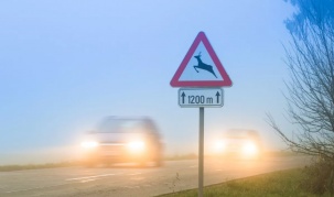 С начала текущего года на территории Брестской области зарегистрировано 10 дорожно-транспортных происшествий с дикими животными