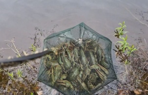 Стримил в TikTok. В Лунинецком районе будут судить серийного браконьера за незаконную ловлю раков