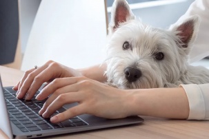 Как быстро и правильно зарегистрировать домашнее животное