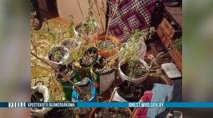 Брестчанин в квартире оборудовал помещение для выращивания конопли