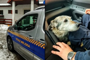 Пропал в Бресте – найден в Польше: как бездомный белорусский пёс оказался за границей