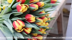 Цветочные ярмарки развернутся в Бресте с 5 по 9 марта