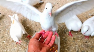 Штрафы до 900 рублей ждут белорусов за неправильное кормление птиц