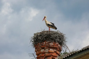 "Да это просто «Артек»": центр спасения аистов в Бресте нашел новый дом
