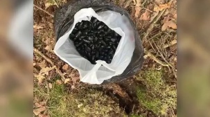 Изъято более 600 г опасного психотропа. В Бресте задержали наркозакладчика